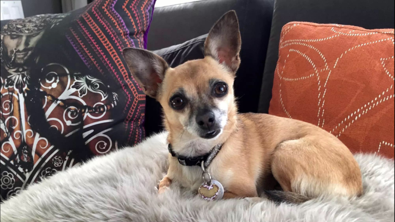 University Heights Residence-Frida